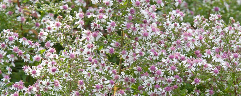 Afbeelding Aster lateriflorus