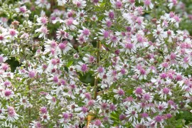 Aster lateriflorus