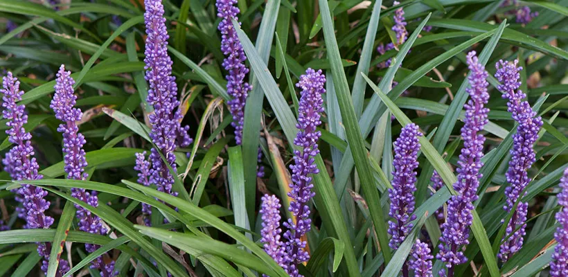 Liriope muscari