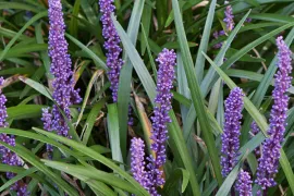 Liriope muscari
