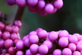 Callicarpa bodinieri ‘Profusion’