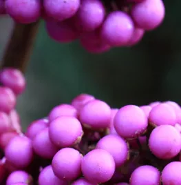 Callicarpa bodinieri ‘Profusion’