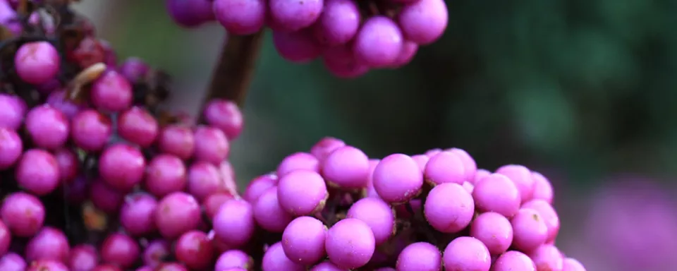 Afbeelding Callicarpa bodinieri ‘Profusion’