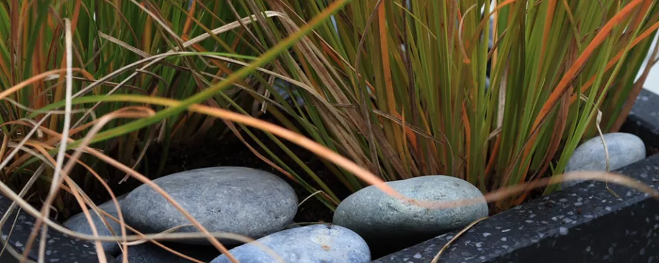 Afbeelding Carex testacea