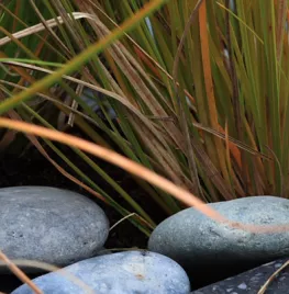 Carex testacea
