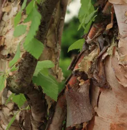 Betula nigra