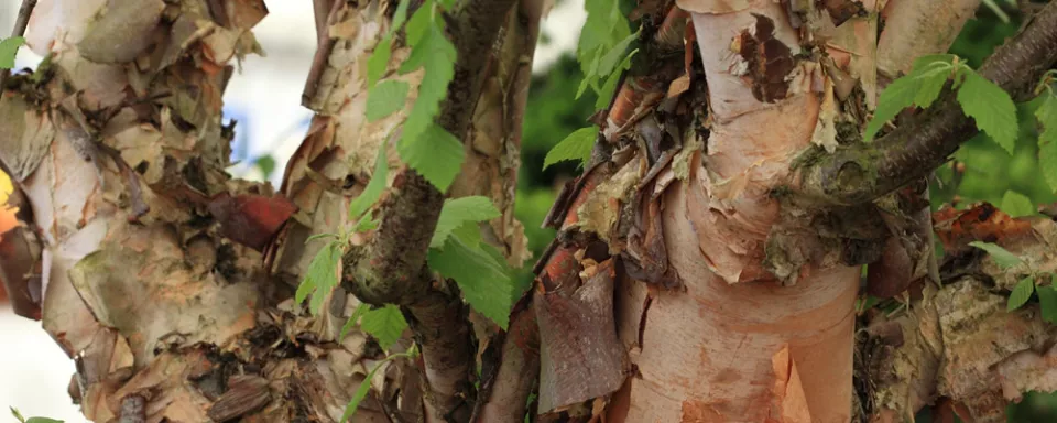 Afbeelding Betula nigra