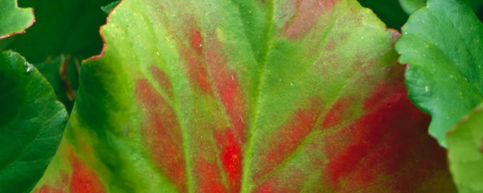Afbeelding Bergenia ‘Abendglut’