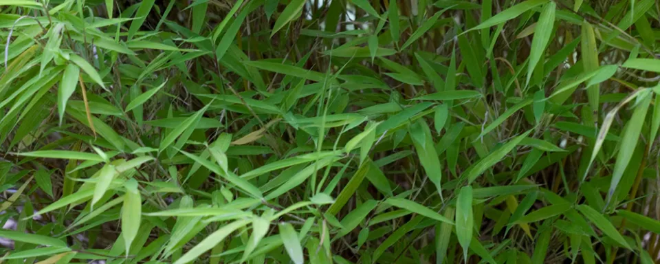 Afbeelding Fargesia murielae ‘Bimbo’