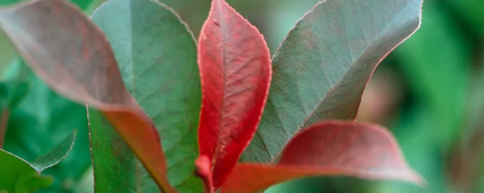 Afbeelding Photinia x fraseri ‘Red Robin’