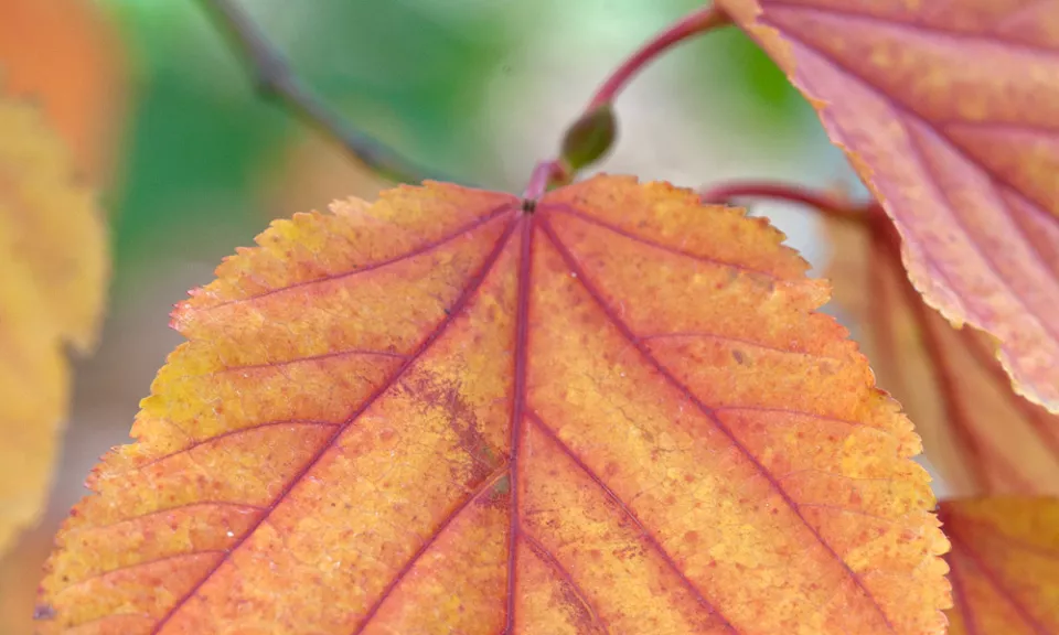 Afbeelding Acer rufinerve