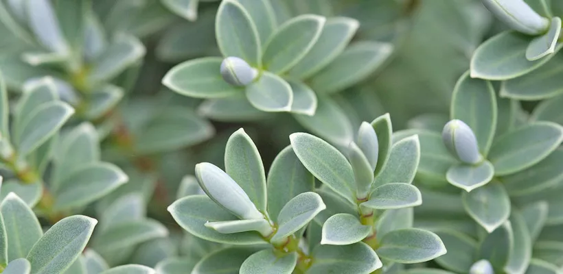 Hebe pinguifolia