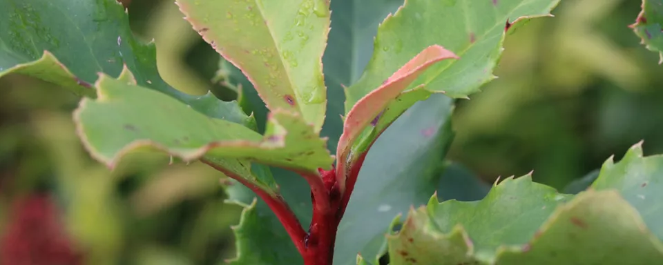Afbeelding Photinia serratifolia ‘Curly Fantasy’