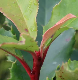 Photinia serratifolia ‘Curly Fantasy’
