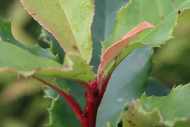 Photinia serratifolia ‘Curly Fantasy’