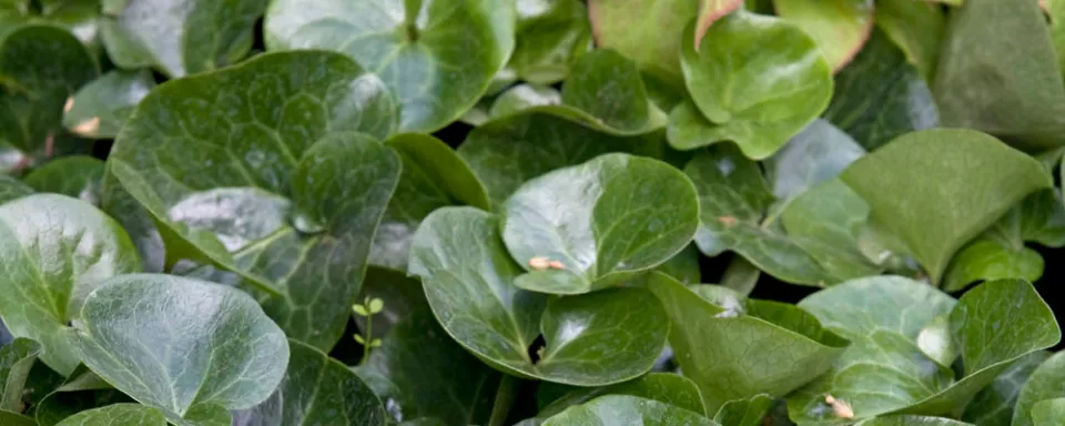 Afbeelding Asarum europaeum