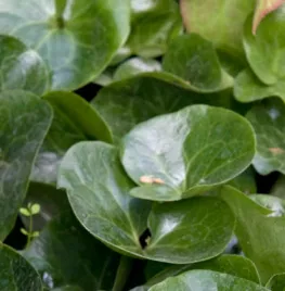 Asarum europaeum