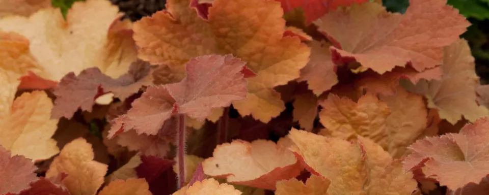 Afbeelding Heuchera ‘Caramel’