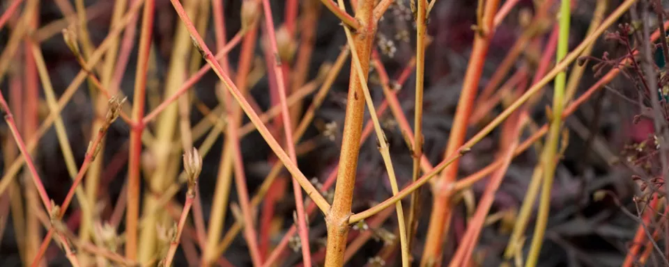 Afbeelding Cornus sanguinea ‘Midwinter Fire’