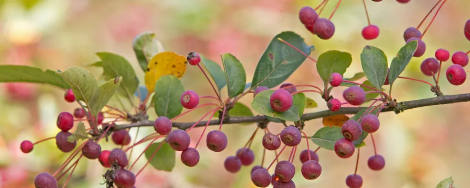 Afbeelding Malus toringo var. sargentii sierappel