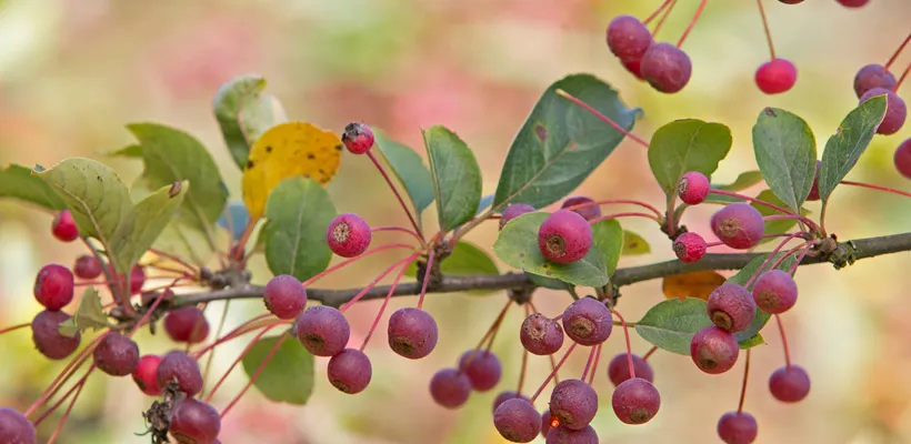 Malus toringo var. sargentii sierappel