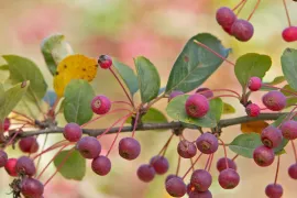 Malus toringo var. sargentii sierappel