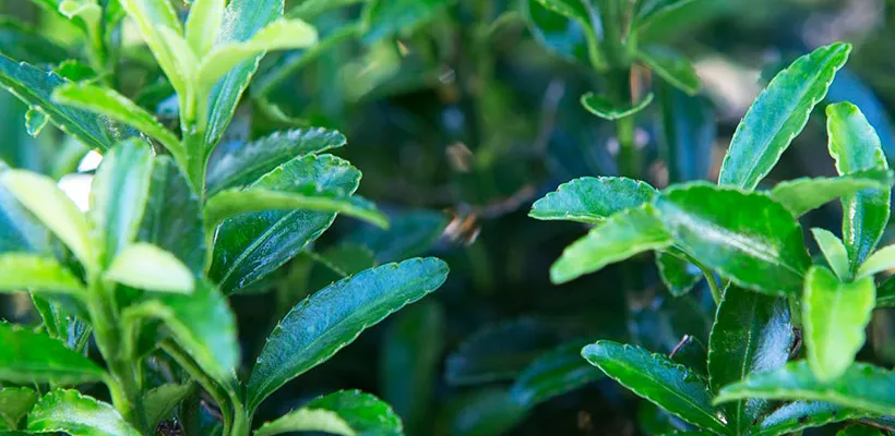 Bonte planten worden worden groen (video)
