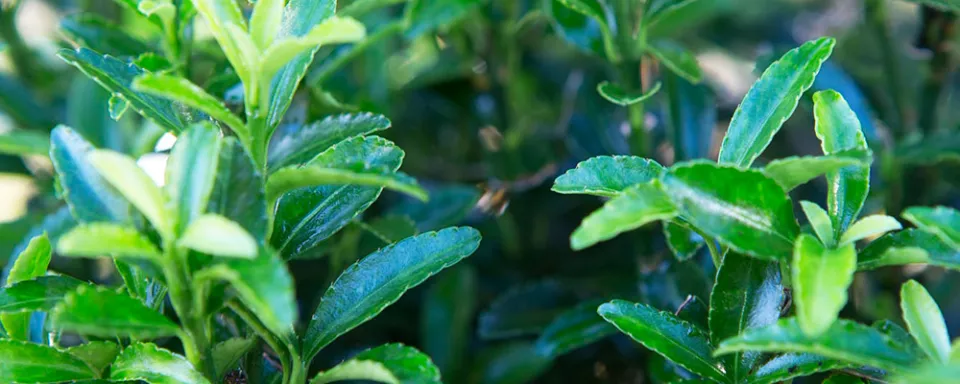 Afbeelding Euonymus japonicus ‘Green Spire’