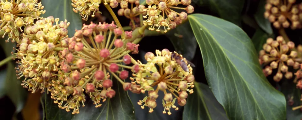 Afbeelding Hedera colchica ‘Fall Favorite’