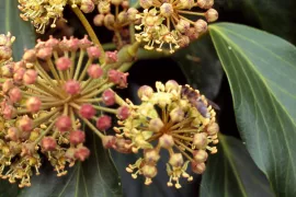 Hedera colchica ‘Fall Favorite’