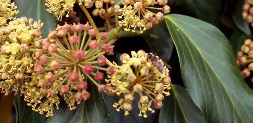 Hedera colchica ‘Fall Favorite’