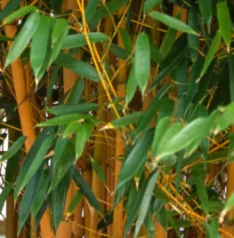 Phyllostachys vivax ‘Aureocaulis’