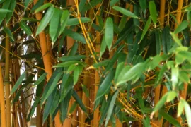 Phyllostachys vivax ‘Aureocaulis’