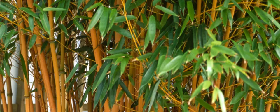 Afbeelding Phyllostachys vivax ‘Aureocaulis’
