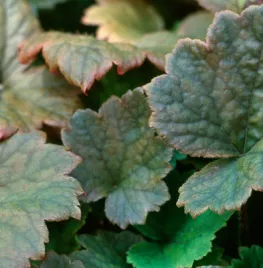 Tellima grandiflora ‘Rubra’