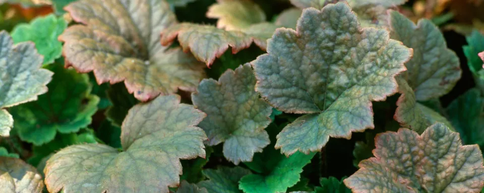 Afbeelding Tellima grandiflora ‘Rubra’