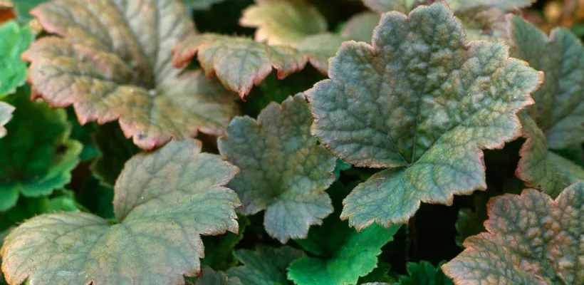 Tellima grandiflora ‘Rubra’