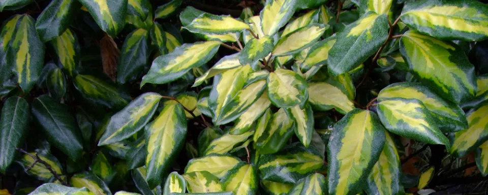 Afbeelding Elaeagnus x ebbingei