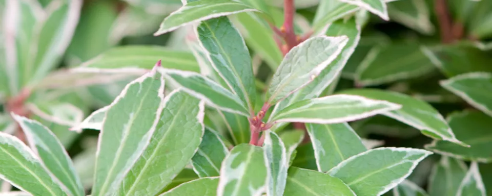 Afbeelding Pieris japonica ‘Little Heath’
