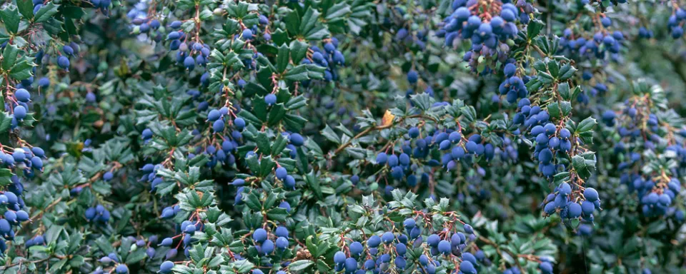 Afbeelding Berberis x stenophylla ‘Crawley Gem’