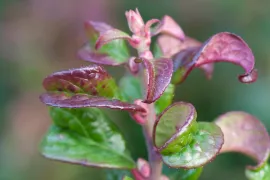 Leucothoe axillaris ‘Curly Red’