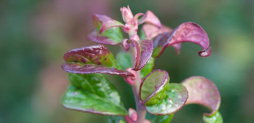Leucothoe axillaris ‘Curly Red’