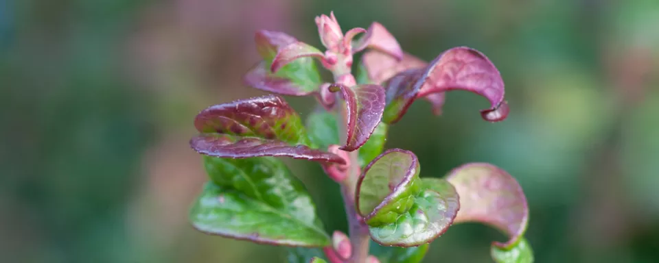 Afbeelding Leucothoe axillaris ‘Curly Red’