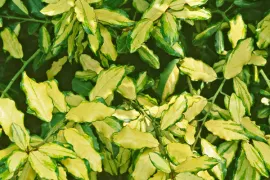 Elaeagnus pungens ‘Frederici’