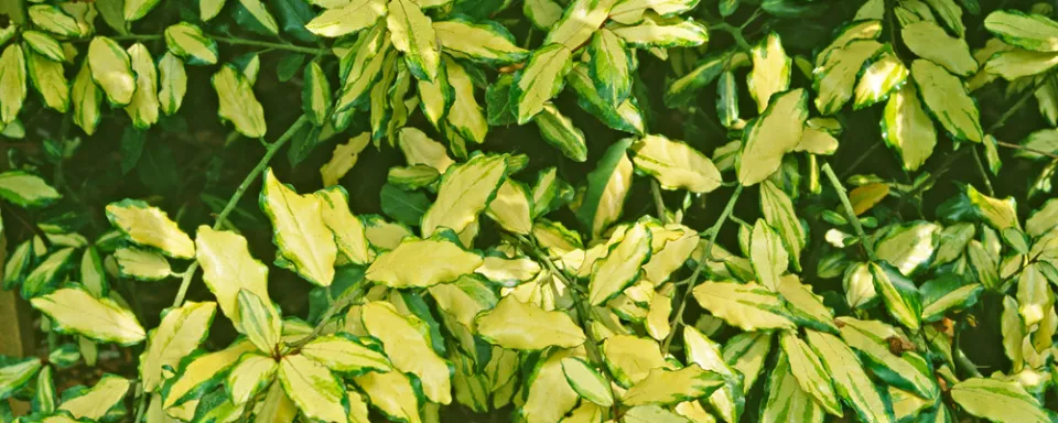 Afbeelding Elaeagnus pungens ‘Frederici’
