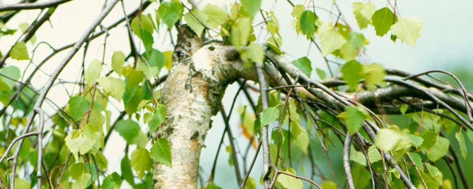 Afbeelding Betula pendula ‘Youngii’