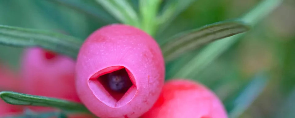 Afbeelding Taxus baccata