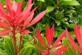 Pieris japonica ‘Carnaval’