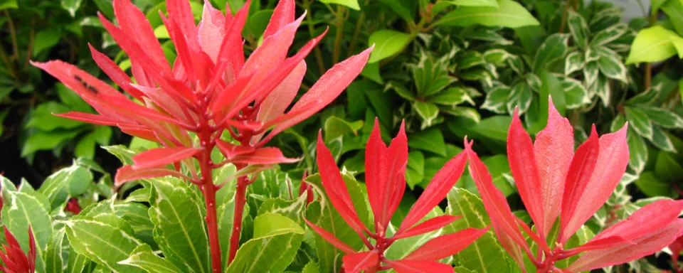 Afbeelding Pieris japonica ‘Carnaval’