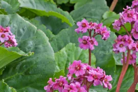 Bergenia cordifolia